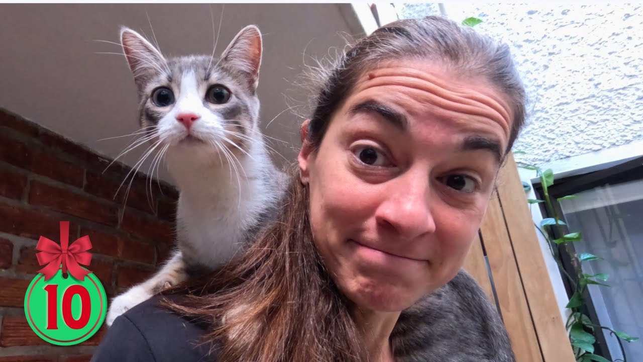 Can Cats Say Sorry? (an experiment) YouTube