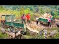 Timelapse - Transporting Tons of Rocks by Truck for Farm Construction & Moving Goats