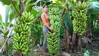 FULL VIDEO: 38 Days Go to Market Sell, Harvest Big Bunch Of Bananas Go To Countryside Market Sell