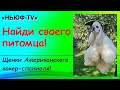 Найди своего питомца! - 5 выпуск. Американские кокер спаниели в Москве. #щенкикокерспаниеля