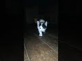 しのびあし