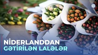 Qışın Ortasında Bahar Nəfəsi