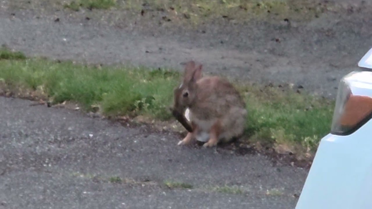 BunBun - YouTube