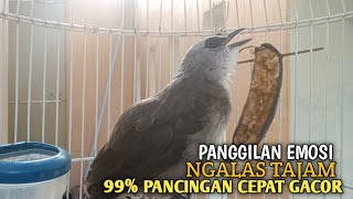 Trucuk BETINA memanggil Jantan Suara Birahi Ngecuplik 100% pancingan trucukan gacor agar BUNYI EMOSI