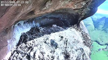 Nestflix BeardedVulture 27 November 2025-1