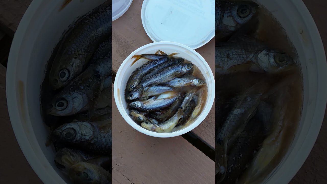 The Difference Between Shiners and Minnows 