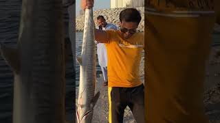Monster King Fish On Bearking Lure