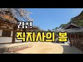 김천 직지사의 봄/2025년4월10일