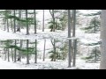 Sony NEX-5 3D Sweep Panorama - 3D Winter tree