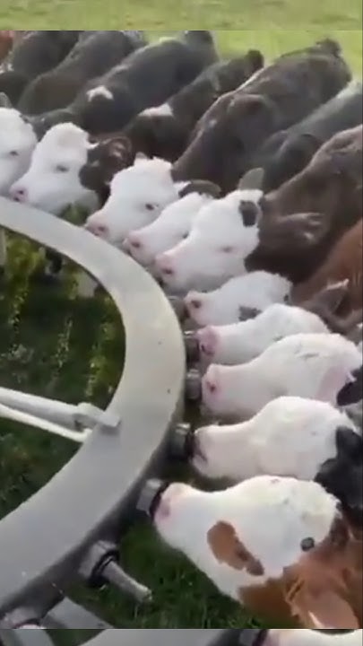 cow-dung-cleaning-machine-ll-ytshorts-youtube