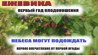 Ежевика садовая Небеса могут подождать первый год плодоношения и первое впечатление об этом сорте