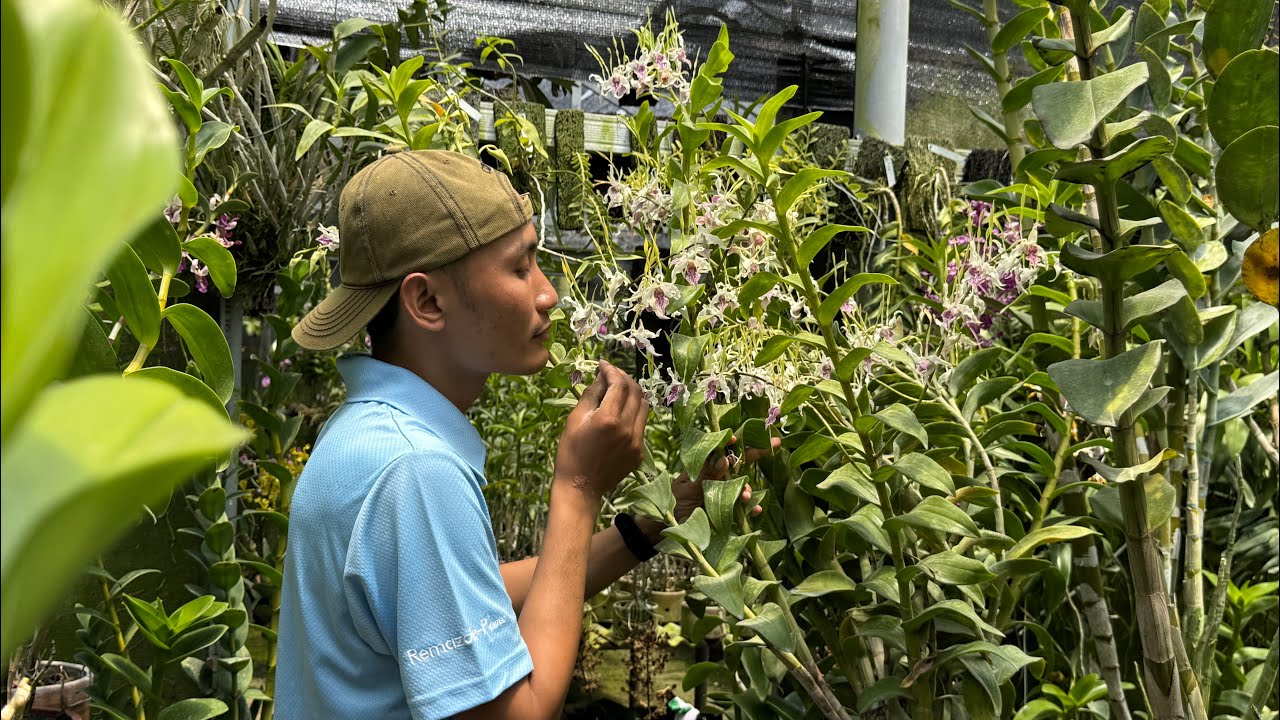 Dendrobium stratiotes! Spesies Indonesia Timur yang Eksotis dan Ekonomis