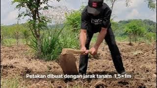 Persiapan Lahan Indigofera