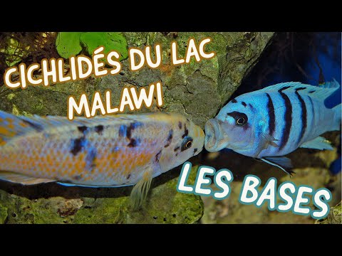 Vidéo: Poisson cichlidé: 15 choses à savoir absolument