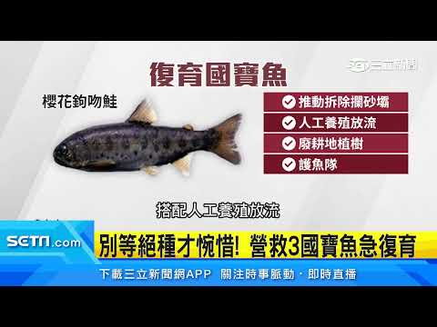 別等絕種才惋惜！營救3大國寶魚急復育｜三立新聞台
