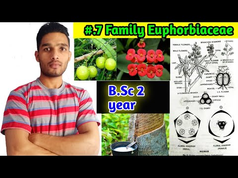 Video: Euphorbiaceae family: description and distribution