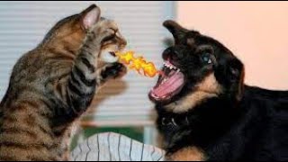 Funniest Animals 2022 😂 Funniest Cats and Dogs 😺🐶 Pets Sglobal by Pets SGlobal  54 views 1 year ago 4 minutes, 19 seconds