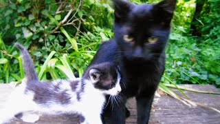 Overprotective Kitten: 'My baby sister is in danger!'