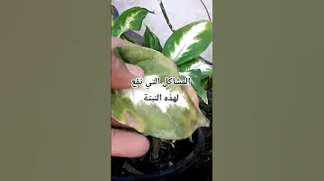 كيف تحمي النبات من المشاكل الفديو كامل اسفل الرابط Ytshorts نباتي Nature زراعة ترند 