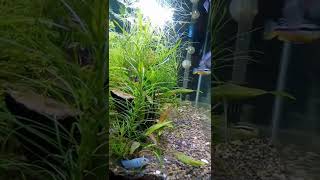 ikan niasa karakter usil#shorts