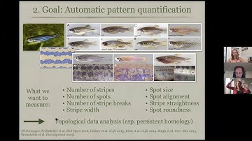 Alexandria Volkening: Modeling and Measuring Pattern Formation on Zebrafish