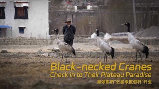Black-necked cranes check in to their plateau paradise