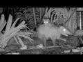First Visit for Young Possum Catching a Ride to the Panama Platform | July 26 2025