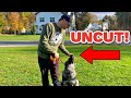 How to train a German Shepherd Puppy Obedience (No Editing) Mp3 Song