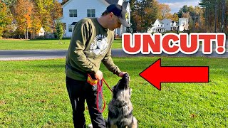 How to train a German Shepherd Puppy Obedience (No Editing) by Tom Davis Dog Training  94,334 views 6 months ago 19 minutes