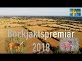 Bockjaktspremiär 2018 Bockjakt    Roebuck, Lockjakt på Bock