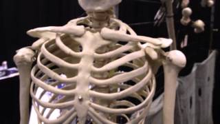 Skeleton Second class Harvey