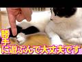 【ねこ動画】そういうのは勝手に遊ぶんで大丈夫です