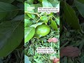 #creatorsearchinsights Sad day for our avocado tree. #Shorts #measuredmacros