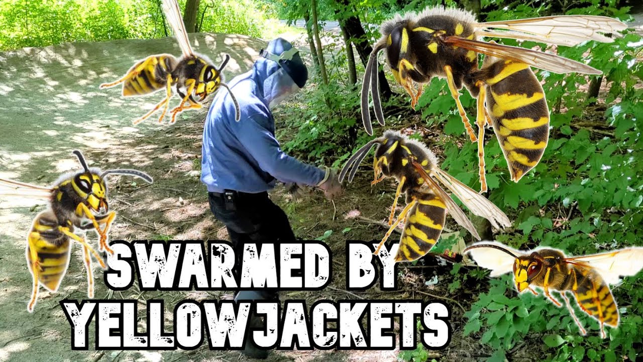 PvE in real Life Wasp Nest (Yellow Jackets) YouTube