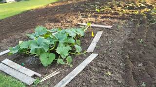 June 9th 2022 Giant Pumpkin Patch Update