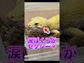 顔が良すぎるヤモリに呆れられた… #爬虫類 #reptiles #レオパ #leopardgecko #shorts #ヒョウモントカゲモドキ #ふじぴこ