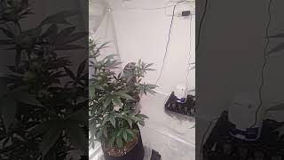 indoor auto flower update