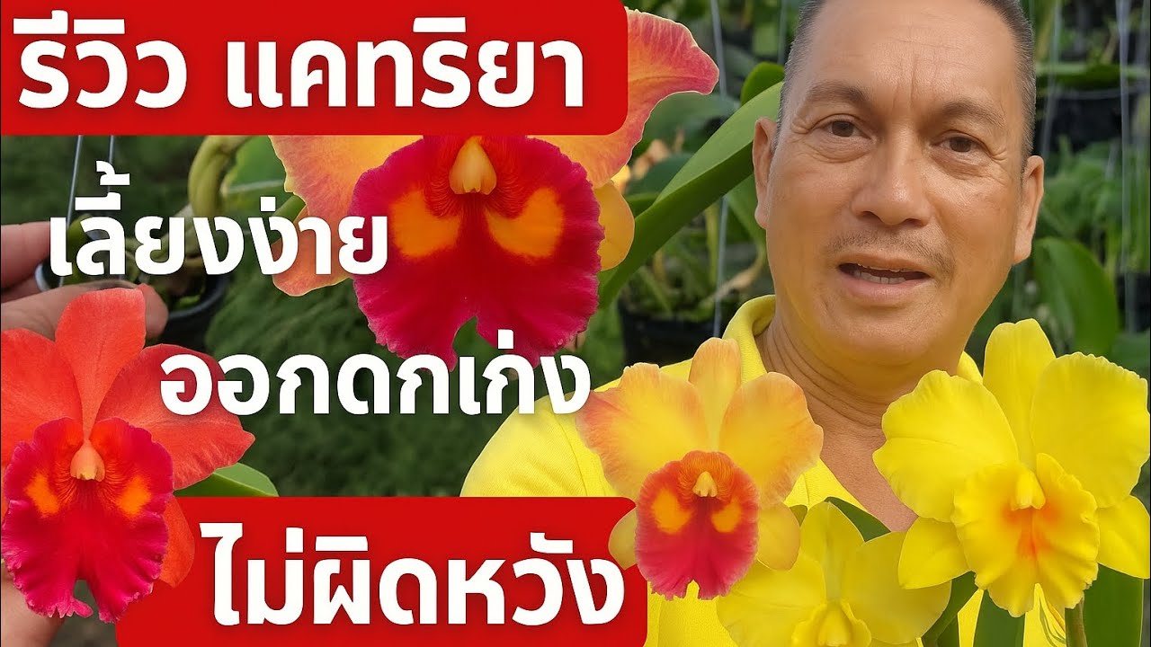 รีวิวแคทรียาเลี้ยงง่ายออกดอกเก่งไม่ผิดหวัง