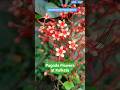 Beautiful Pagoda Flowers at Kolkata | Clerodendrum Panniculatum #colorwings