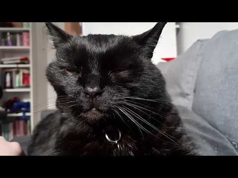 cuddling-with-cute-black-cat