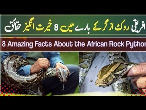 African Scnak 8 Amazing Facts About the African Rock Python : - YouTube