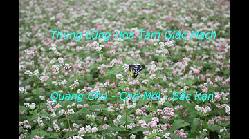 Thung lũng hoa Quảng Chu - Chợ Mới - Bắc Cạn