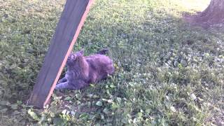 VID_20140614_202356771.mp4