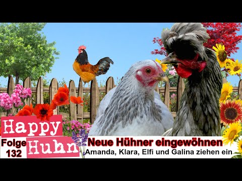 E132 Neue Hühner eingewöhnen bei HAPPY HUHN - Der Happy Hühnergarten entsteht TEIL 6, Orloff Hühner