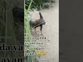 ayam jago nya kenapa ini 😂😂. #shortstory #youtubeshorts #ayam