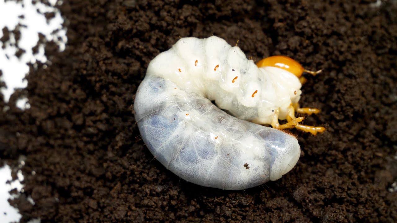 Rare] We replaced the mat of the Yaeyama round-winged stag beetle