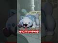 ポピープレイタイム「キャンディーキャット」 PoppyPlaytimeのキャラクターの雑学を紹介