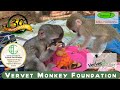 Our three orphaned baby monkeys, Iidiko, Harold, and Mia, meet their foster mothers.