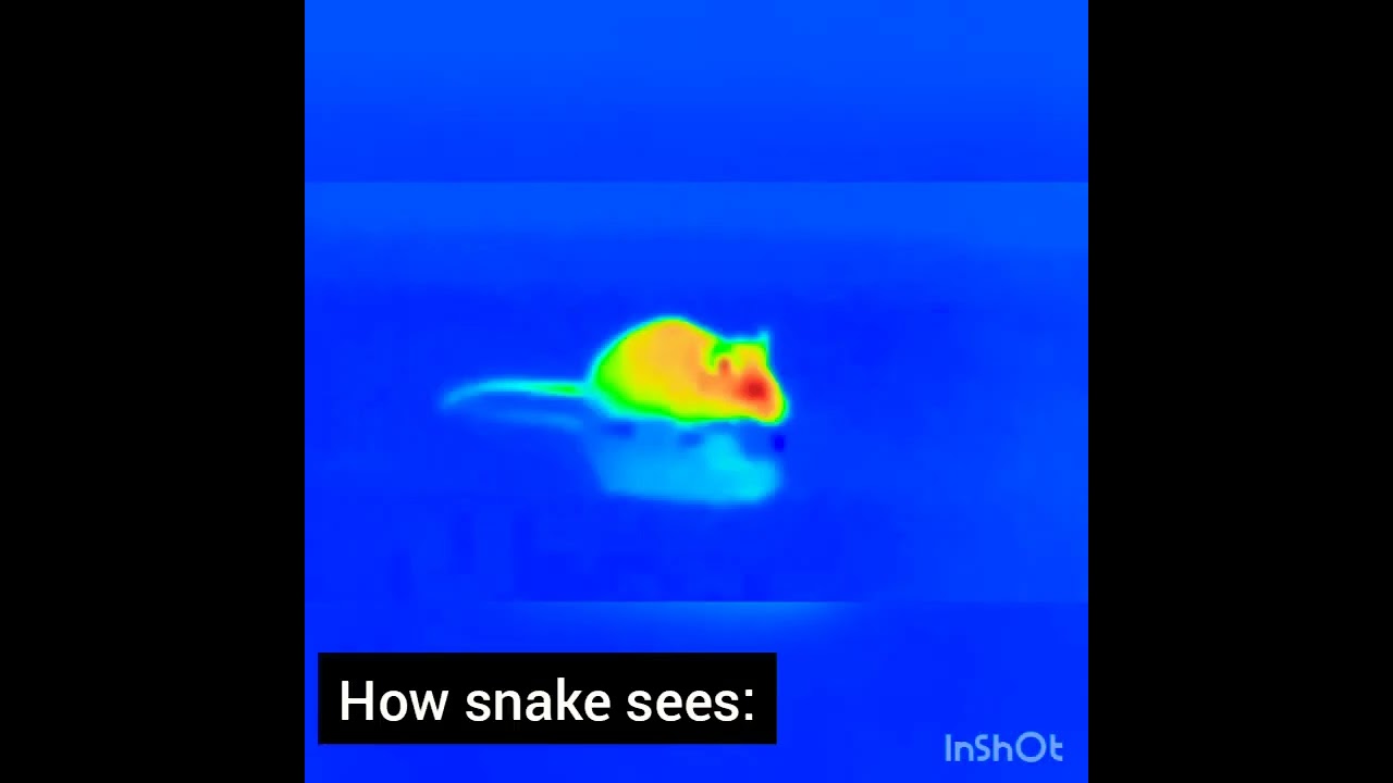 snake vision!!!  