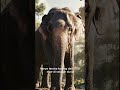 🐘 Gajah Sumatera — Makhluk Agung yang Hampir Punah #hewanbesar #faktamenarik